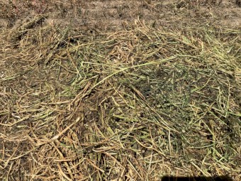 Clover and Medic hay