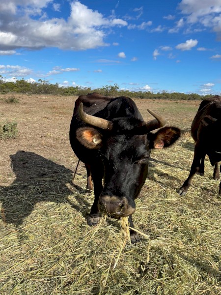 2 Quiet Jersey X Cows