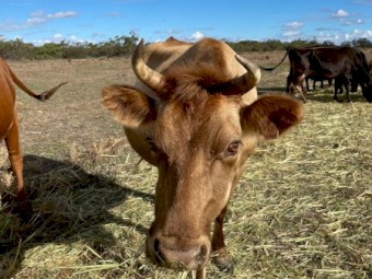 2 Quiet Jersey X Cows