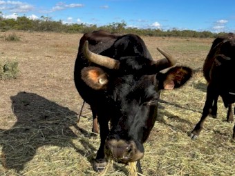 2 Quiet Jersey X Cows