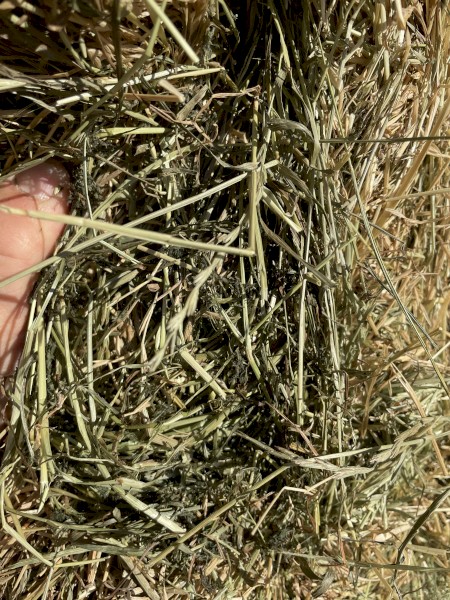 Pasture rye/clover hay
