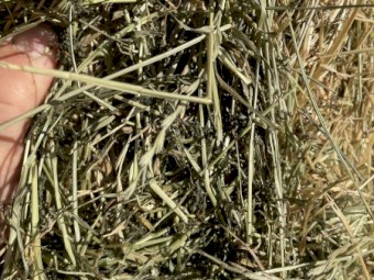 Pasture rye/clover hay