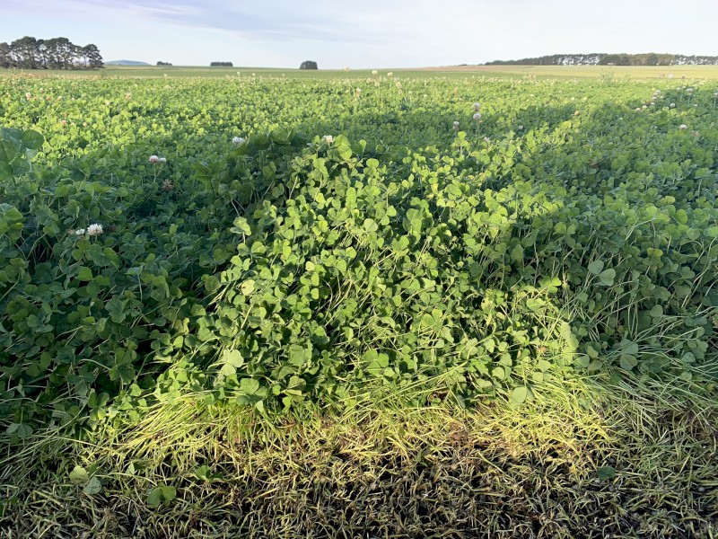 Clover Hay 8x4x3 Bales