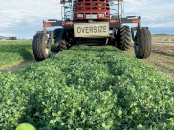 Clover Hay 8x4x3 Bales
