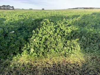 Clover Hay 8x4x3 Bales