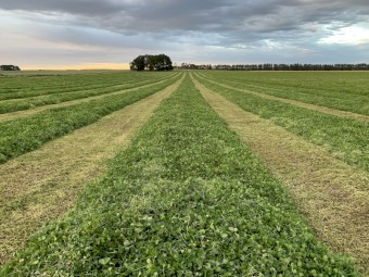 Clover Hay 8x4x3 Bales