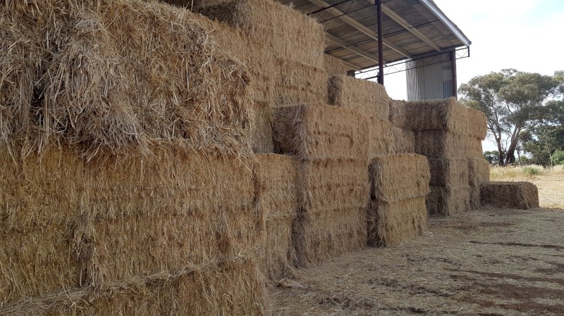 Large squares Organic Hay