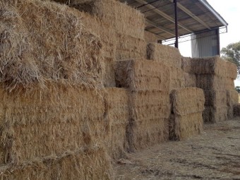 Large squares Organic Hay