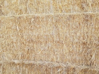 Large squares Organic Hay