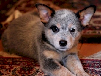 Cattle dog puppies  available