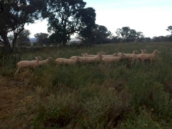 46 1st X ewe lambs 