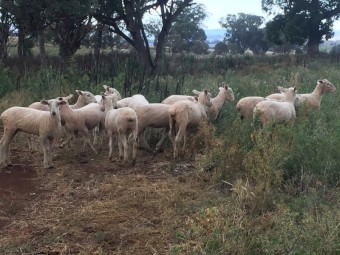 46 1st X ewe lambs 