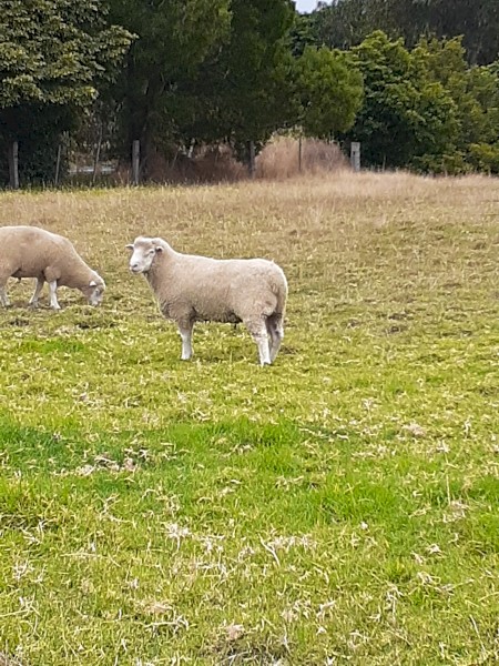 Poll Dorset rams 