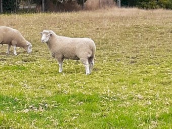 Poll Dorset rams 