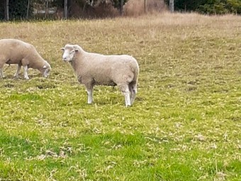 Poll Dorset rams 