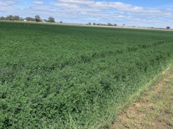 Lucerne Small Squares