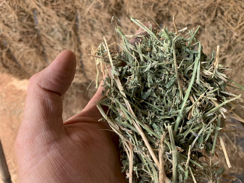 50mt Lucerne Hay 8x4x3 Bales