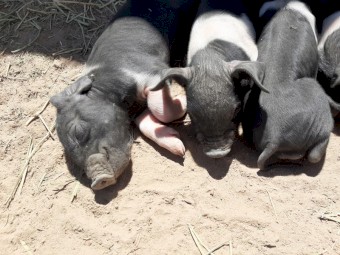 Saddleback X Duroc Piglets