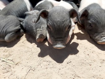 Saddleback X Duroc Piglets