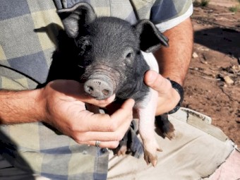 Saddleback X Duroc Piglets