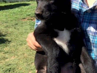 Koolie Border Collie Pups