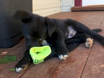 Koolie Border Collie Pups