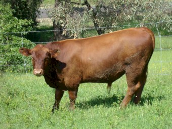 Red Angus Bulls