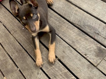 Australian Red and Tan Kelpie Pup