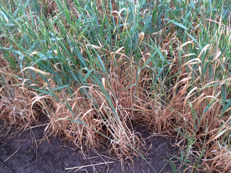 Spelt Wheat Seed for sale