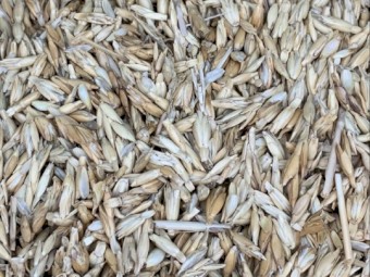 Spelt Wheat Seed for sale