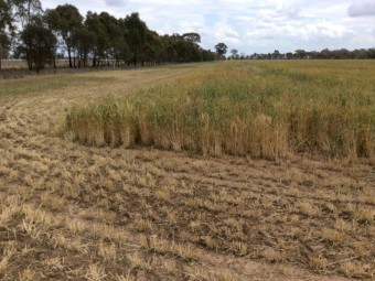 Spelt Wheat Seed for sale