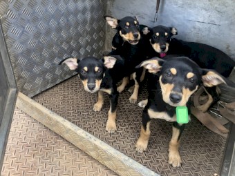 Purebred Kelpie Pups