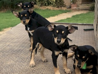 Purebred Kelpie Pups