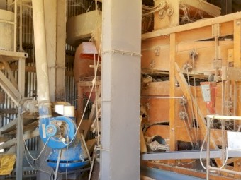 Grazing/Hay/Grain.  Wheat Seed.