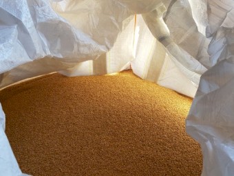 Grazing/Hay/Grain.  Wheat Seed.