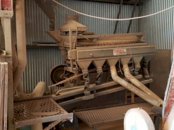 Grazing/Hay/Grain.  Wheat Seed.