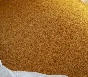 Grazing/Hay/Grain.  Wheat Seed.