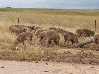 MERINO EWES x 37 SUPER FINE SOFT ROLLERS 2 1/2 YEARS JOINED TO MERRYVILLE RAM
