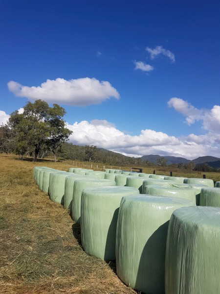 Premium Rhodes Grass Round Bales