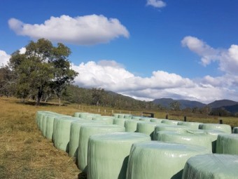 Premium Rhodes Grass Round Bales