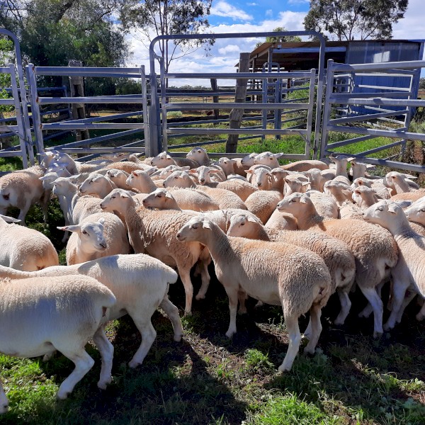Australian White x White Dorper Ewe lambs