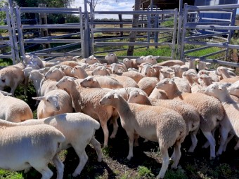 Australian White x White Dorper Ewe lambs