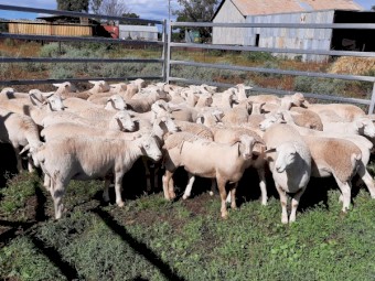 Australian White x White Dorper Ewe lambs