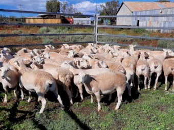 Australian White x White Dorper Ewe lambs