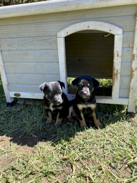 Kelpie Pups