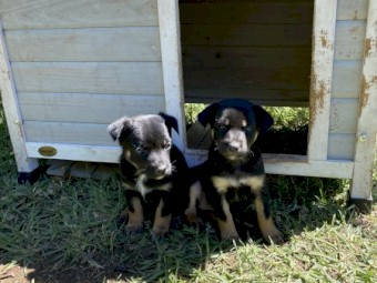 Kelpie Pups