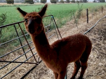 Cira Alpacas