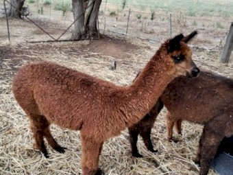 Cira Alpacas