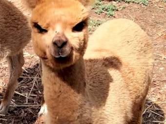 Cira Alpacas