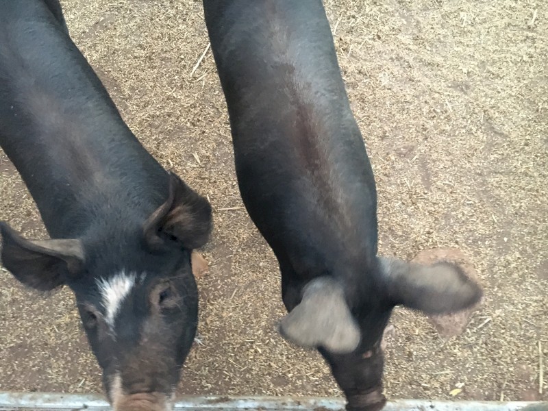 Berkshire pigs